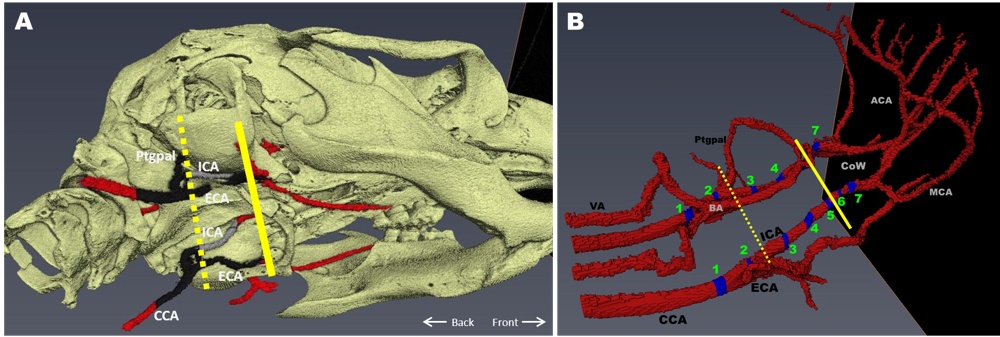 H3Fig 1_Lack of intracranial atherosclerosis in various atherosclerotic mouse models H3Fig 1_Lack of intracranial atherosclerosis in various atherosclerotic mouse models