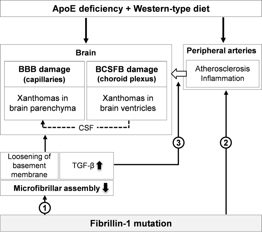 H4Fig. 9_Mechanism of accelerated xanthoma formation in the brain of ApoEFbn1 mice H4Fig. 9_Mechanism of accelerated xanthoma formation in the brain of ApoEFbn1 mice